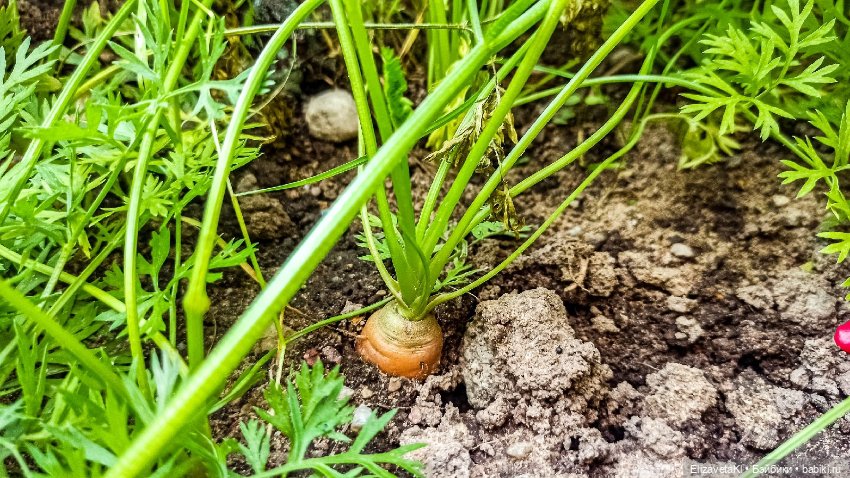 Морковь. Realpuki. 133 — Фотоистории с куклами BJD (БЖД): сериалы (фото 2)