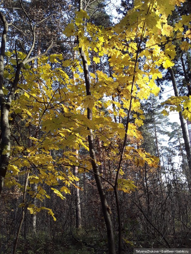 "Осенний поцелуй после жаркого лета..."