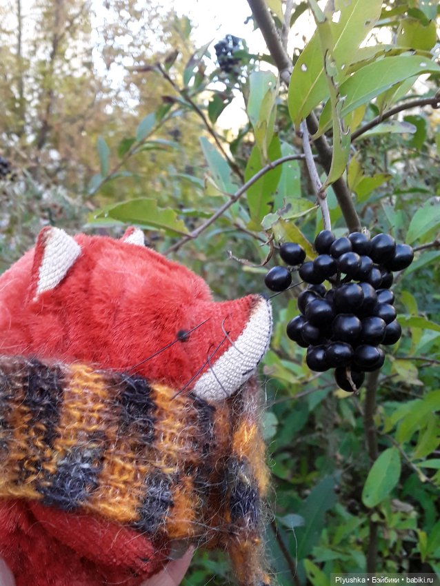 Краски осени и Мистер Лис (фото 6)