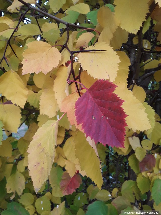 Краски осени и Мистер Лис