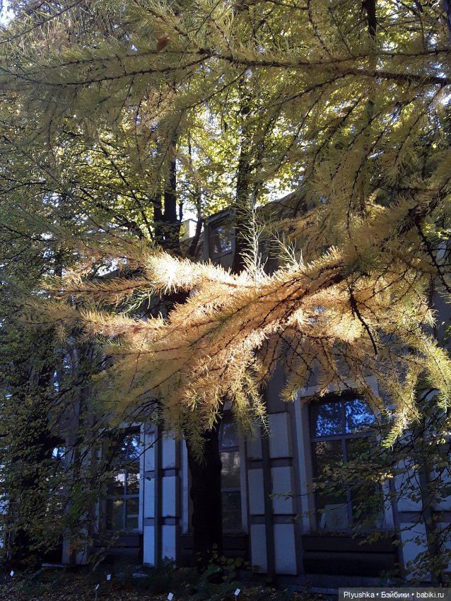 Краски осени и Мистер Лис