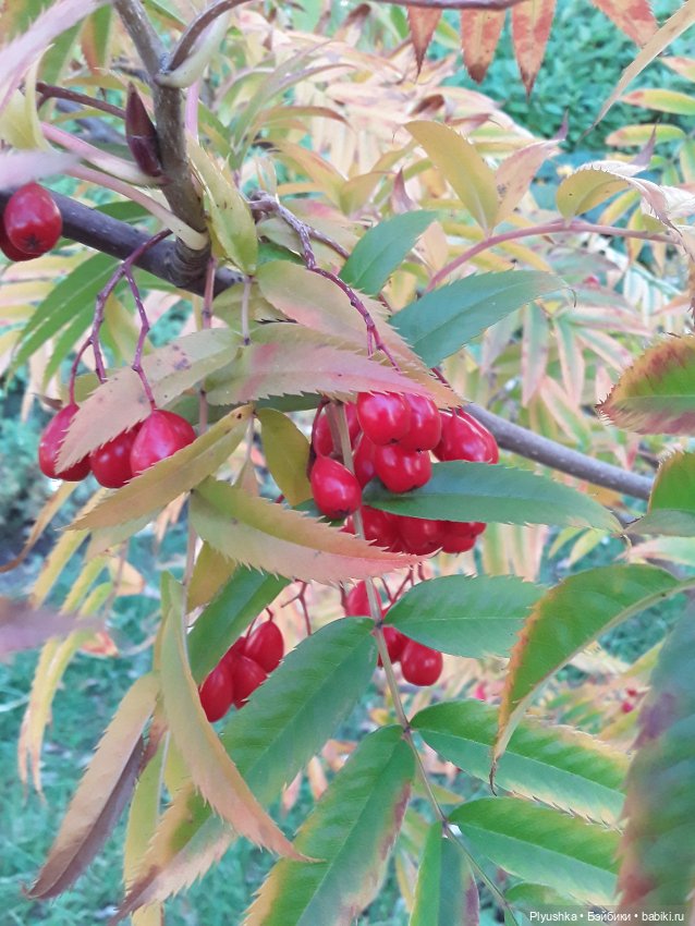 Краски осени и Мистер Лис (фото 9)