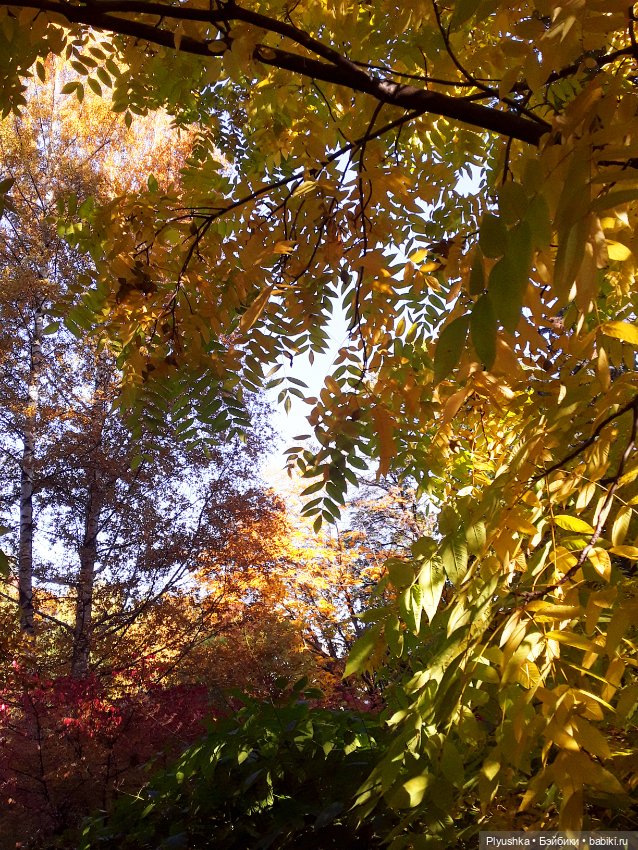 Краски осени и Мистер Лис (фото 2)