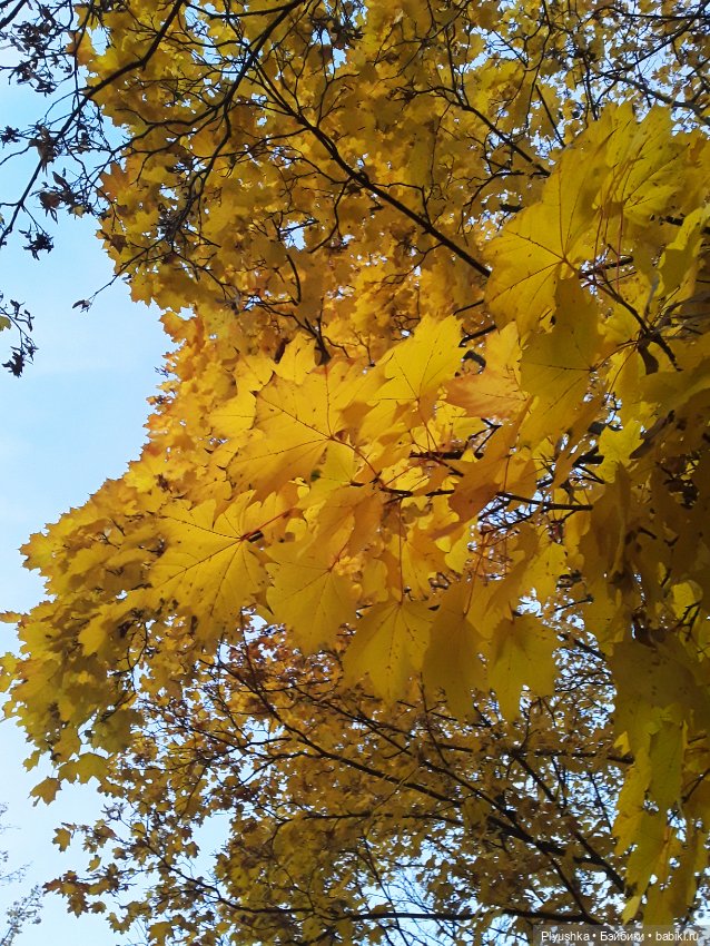 Краски осени и Мистер Лис (фото 5)