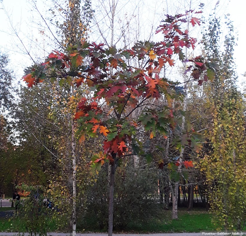 Краски осени и Мистер Лис