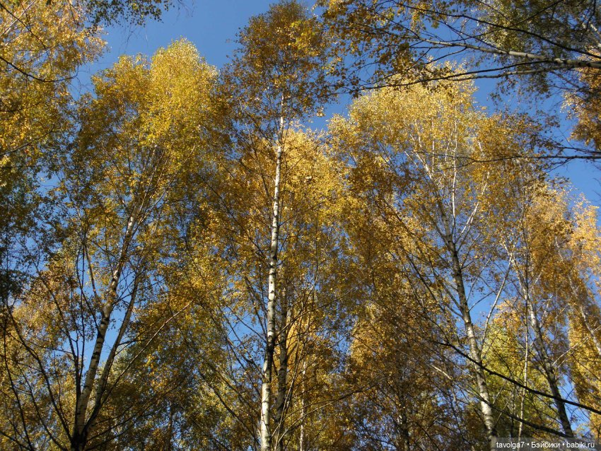 Василиса от Пластмастер и осень (фото 9)