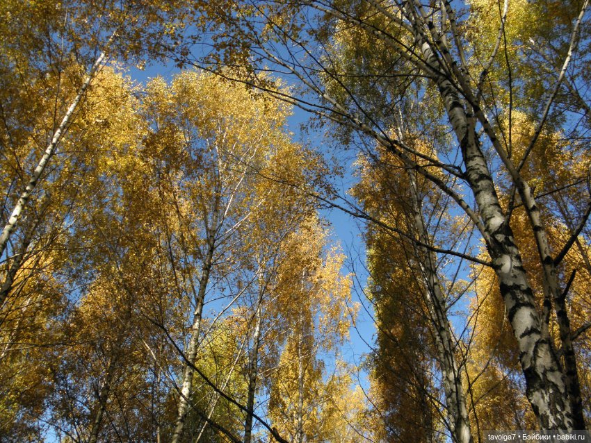 Василиса от Пластмастер и осень (фото 10)