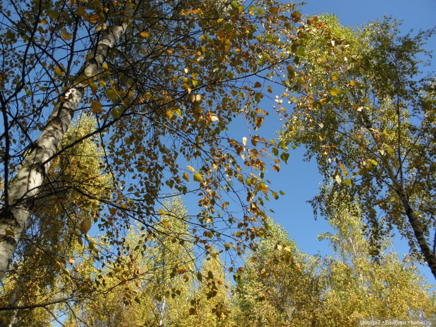 Василиса от Пластмастер и осень (фото 6)