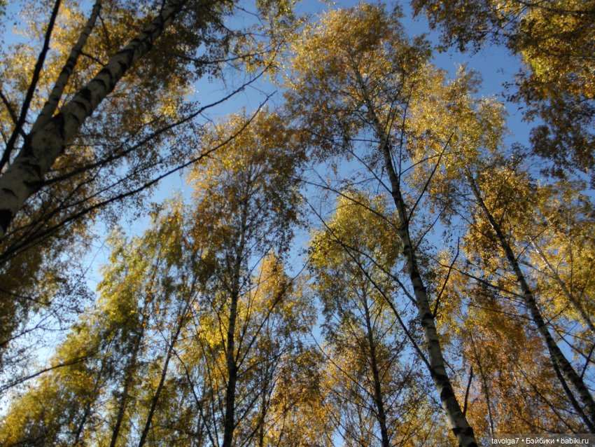 Василиса от Пластмастер и осень