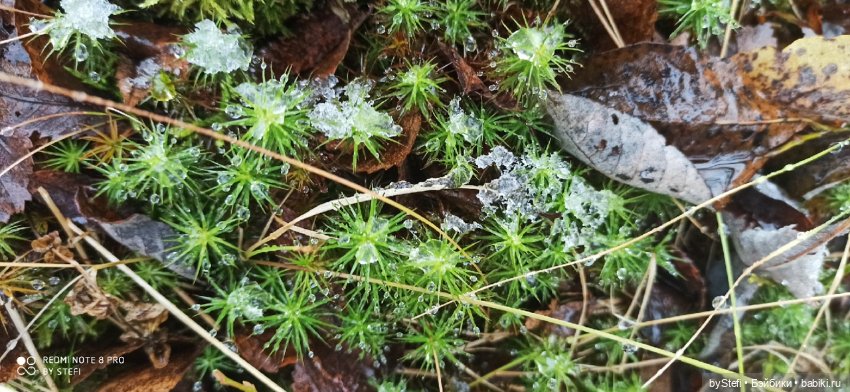 Приглашаю прогуляться по Заполярью :) 09.10.2021 (фото 6)
