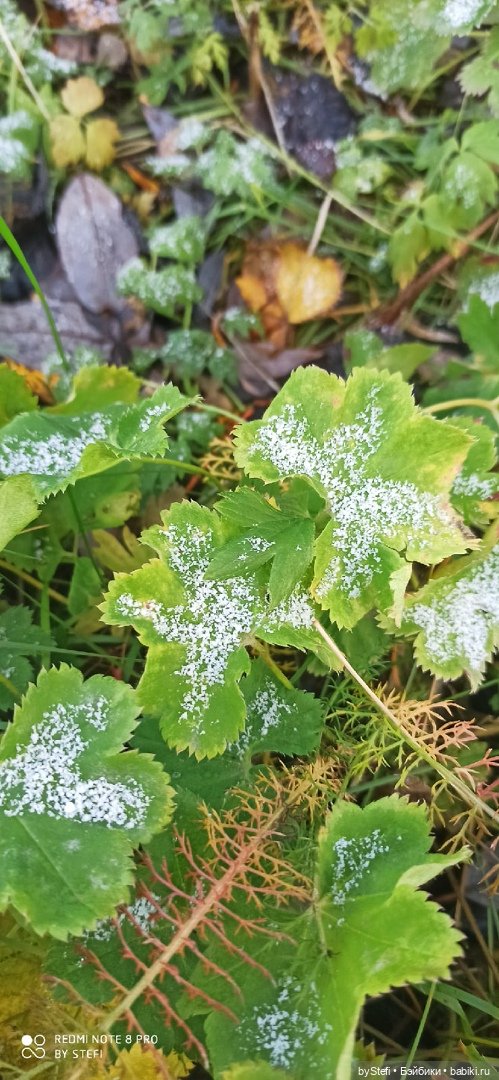 Приглашаю прогуляться по Заполярью :) 09.10.2021