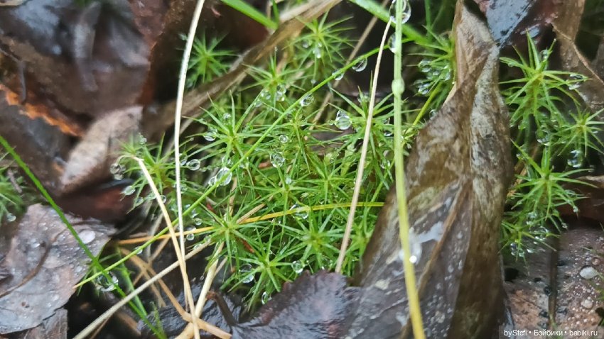 Приглашаю прогуляться по Заполярью :) 09.10.2021