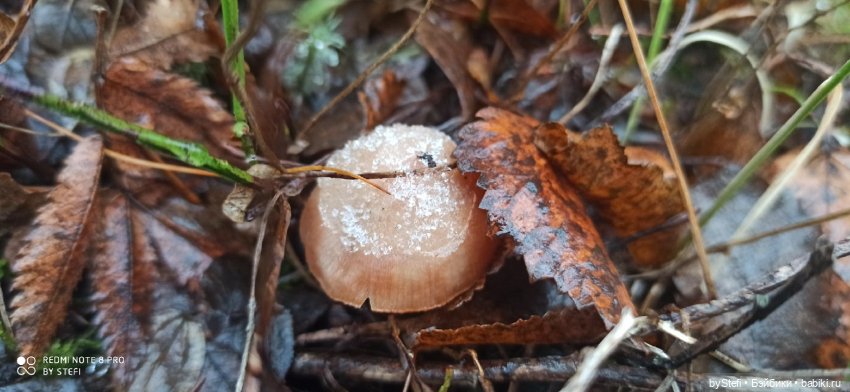 Приглашаю прогуляться по Заполярью :) 09.10.2021