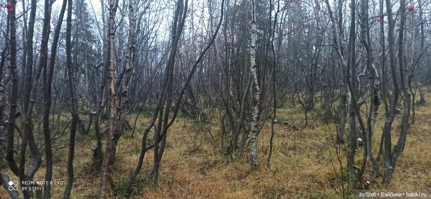 Приглашаю прогуляться по Заполярью :) 09.10.2021