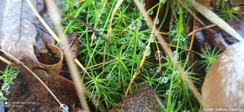 Приглашаю прогуляться по Заполярью :) 09.10.2021