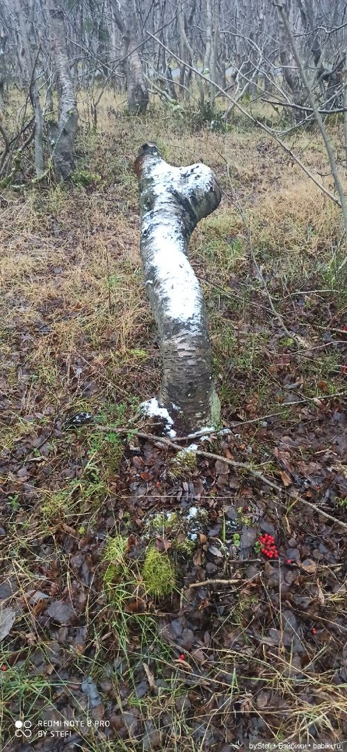 Приглашаю прогуляться по Заполярью :) 09.10.2021 (фото 3)