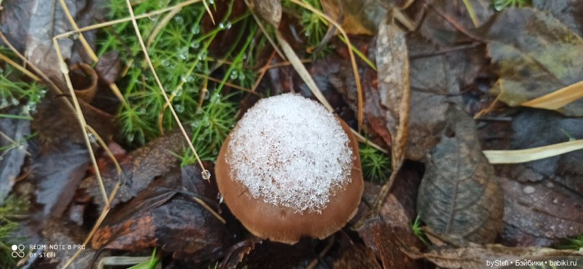 Приглашаю прогуляться по Заполярью :) 09.10.2021