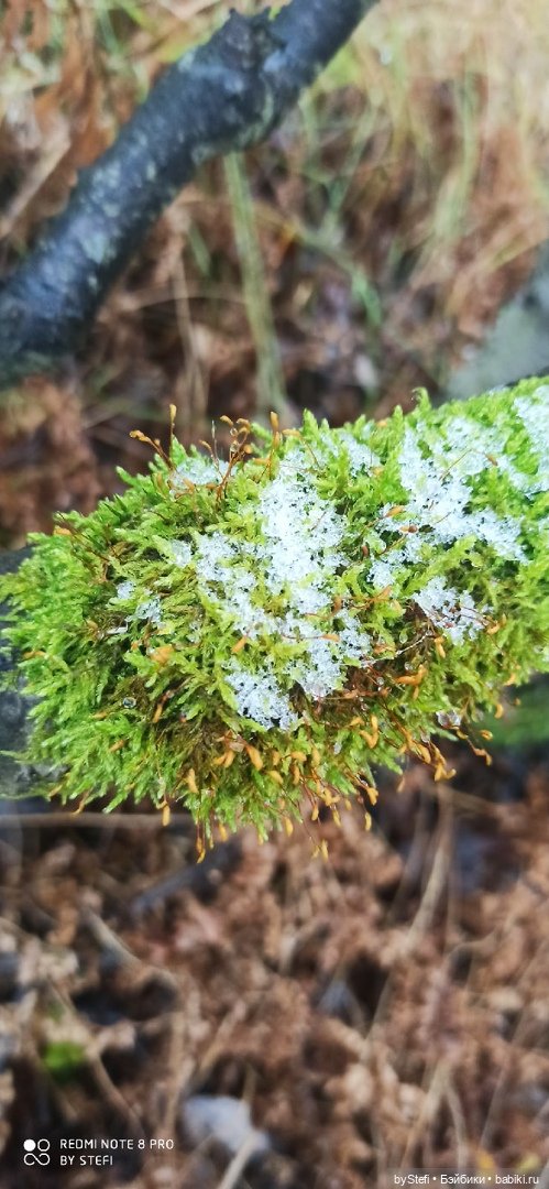 Приглашаю прогуляться по Заполярью :) 09.10.2021