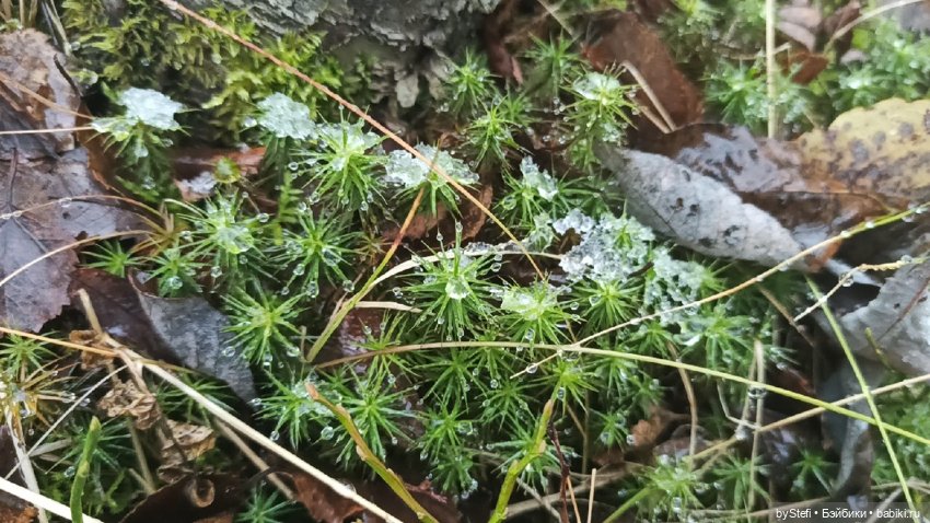 Приглашаю прогуляться по Заполярью :) 09.10.2021 (фото 9)
