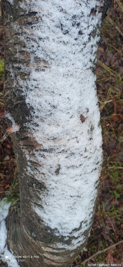 Приглашаю прогуляться по Заполярью :) 09.10.2021 (фото 4)