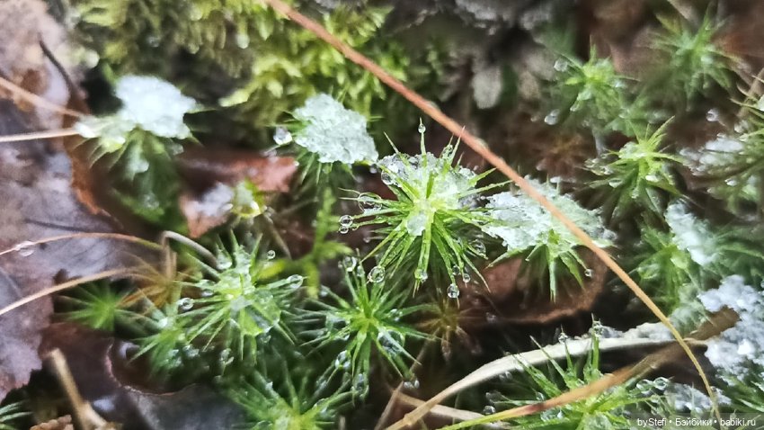 Приглашаю прогуляться по Заполярью :) 09.10.2021 (фото 8)