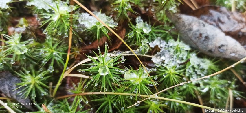 Приглашаю прогуляться по Заполярью :) 09.10.2021 (фото 7)