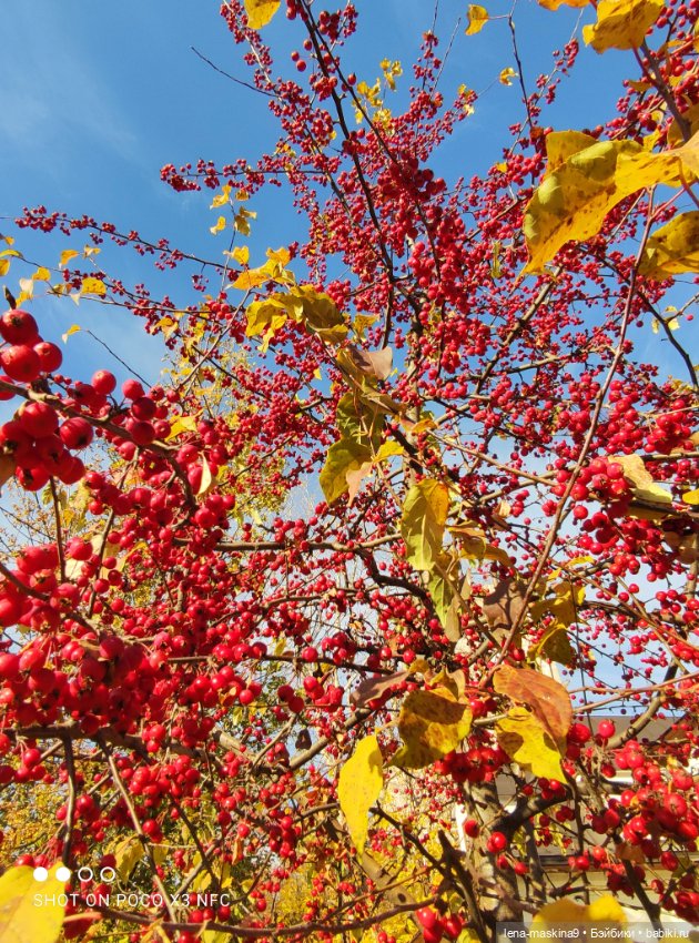 Золотая осень и кукла Наденька