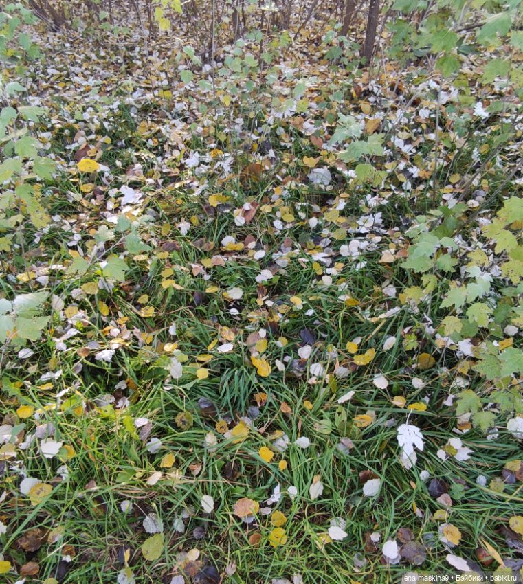 Золотая осень и кукла Наденька (фото 9)