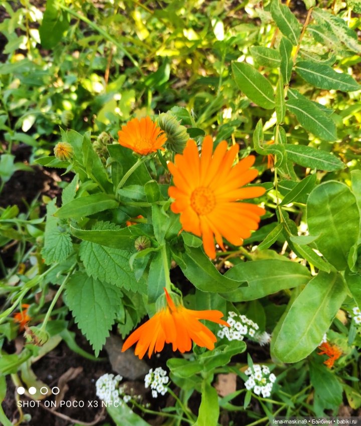 Золотая осень и кукла Наденька