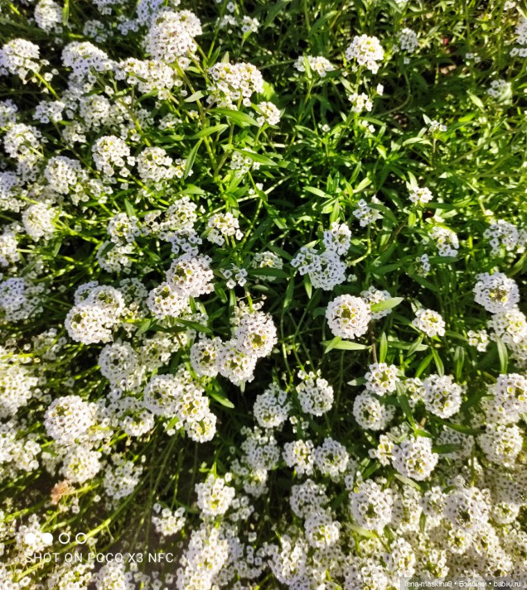 Золотая осень и кукла Наденька