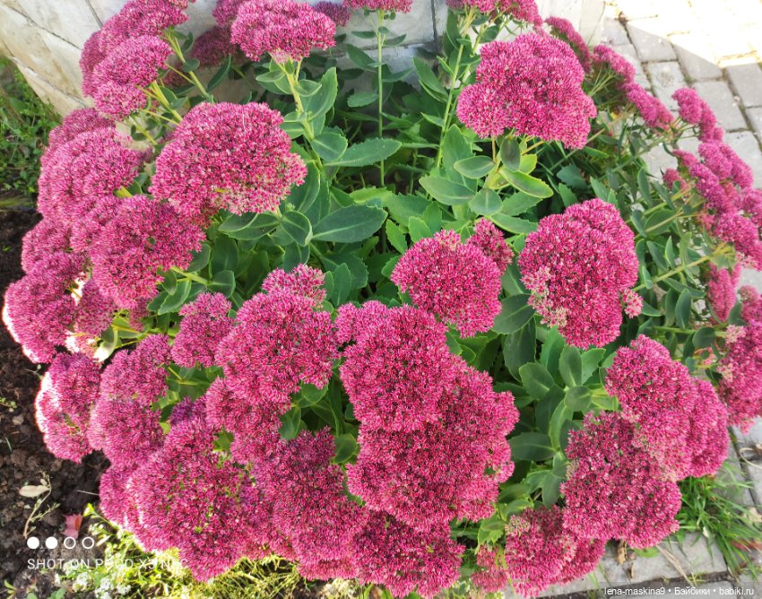 Золотая осень и кукла Наденька