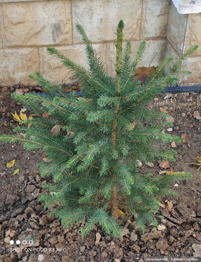 Золотая осень и кукла Наденька