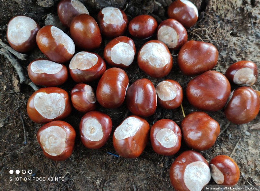 Золотая осень и кукла Наденька