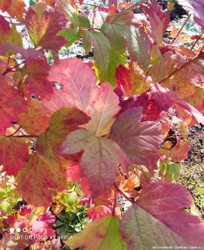 Золотая осень и кукла Наденька