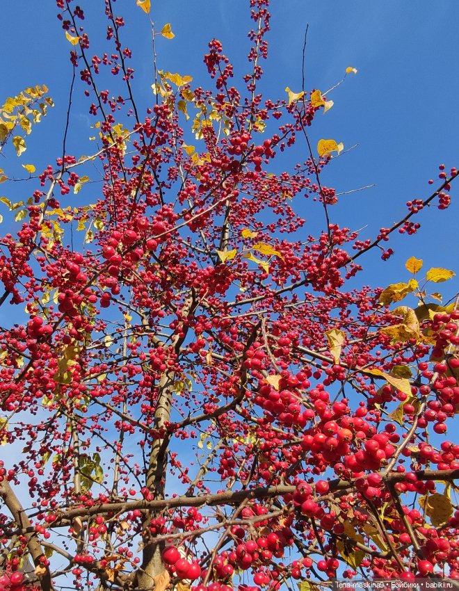 Золотая осень и кукла Наденька