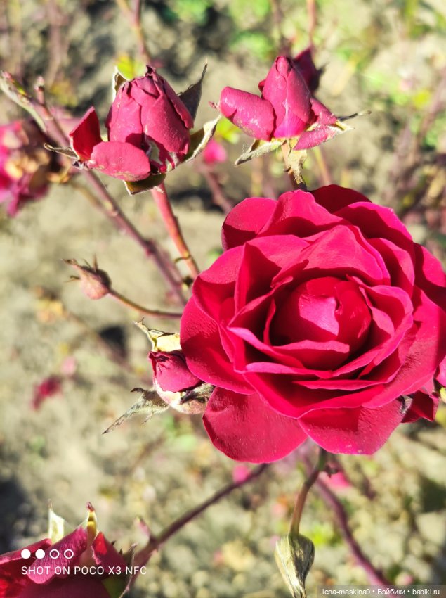 Золотая осень и кукла Наденька