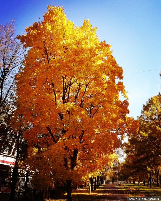 Вот и осень пришла — Разные шарнирные куклы (не БЖД): редкие (фото 8)