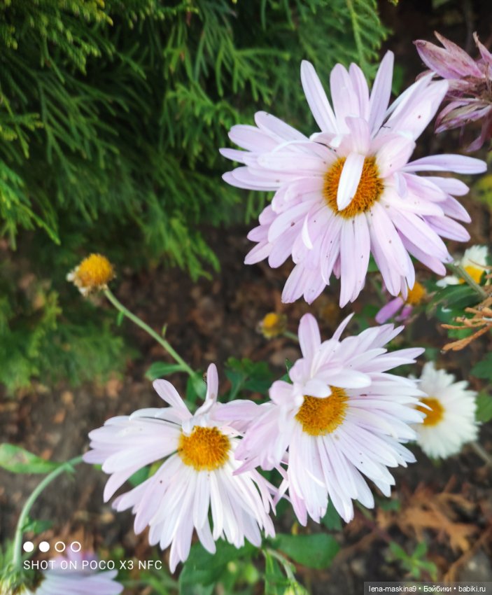 Ёжик, осень и хорошее настроение