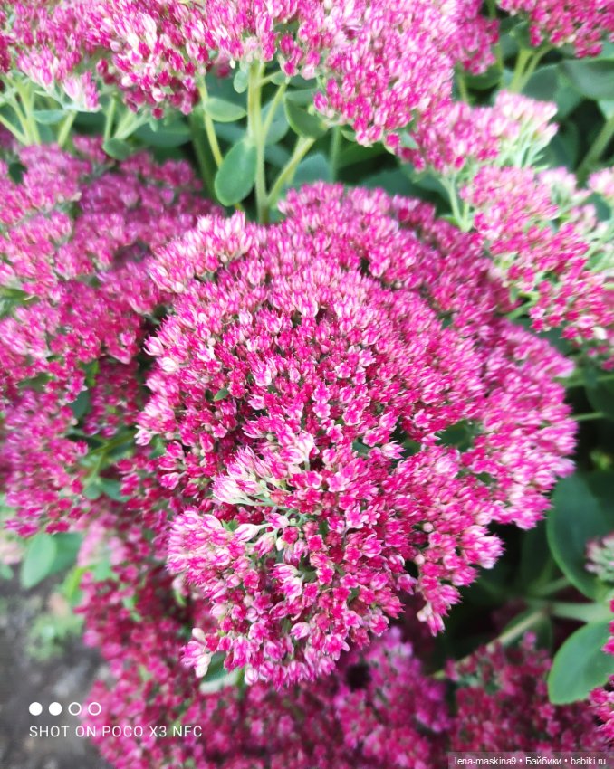 Ёжик, осень и хорошее настроение