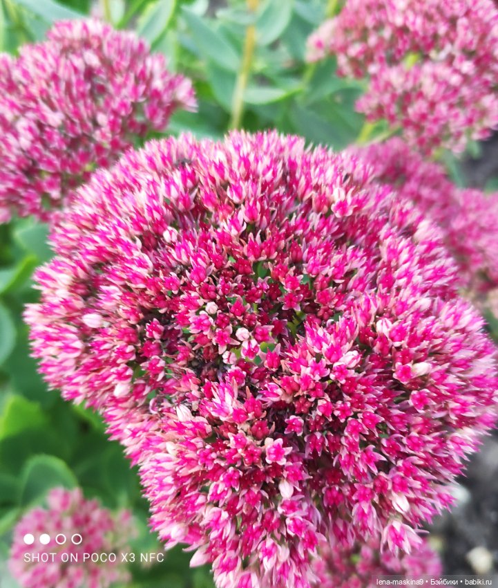 Ёжик, осень и хорошее настроение