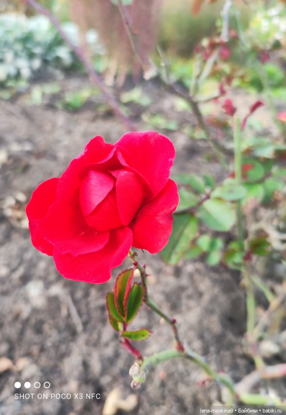 Ёжик, осень и хорошее настроение