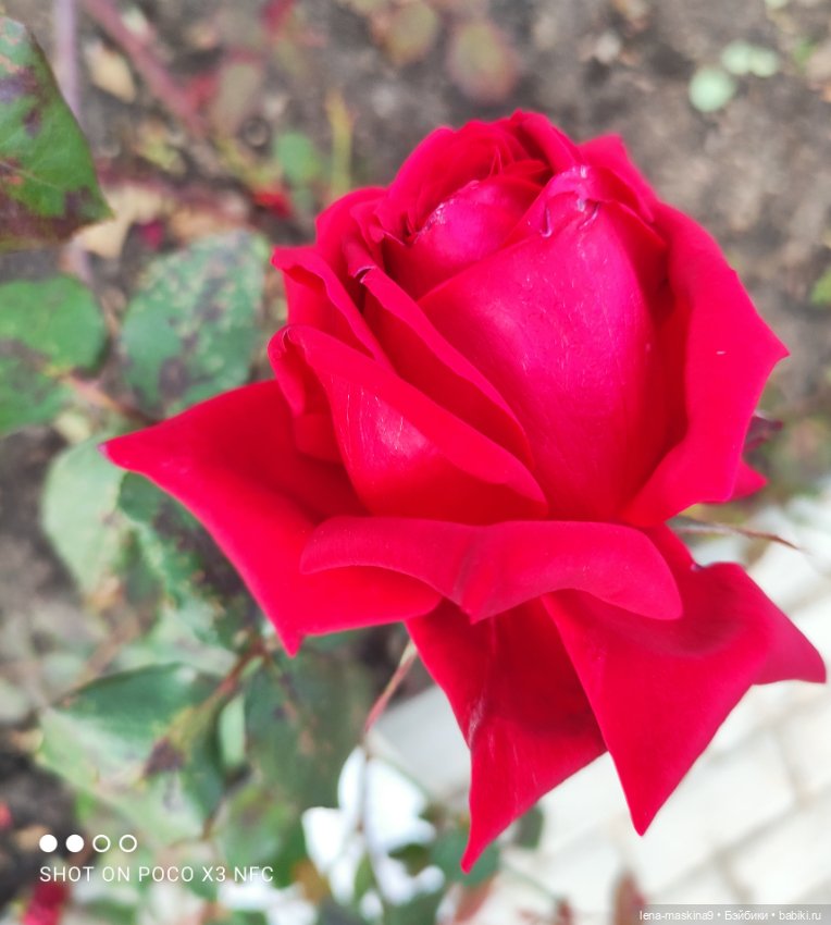 Ёжик, осень и хорошее настроение