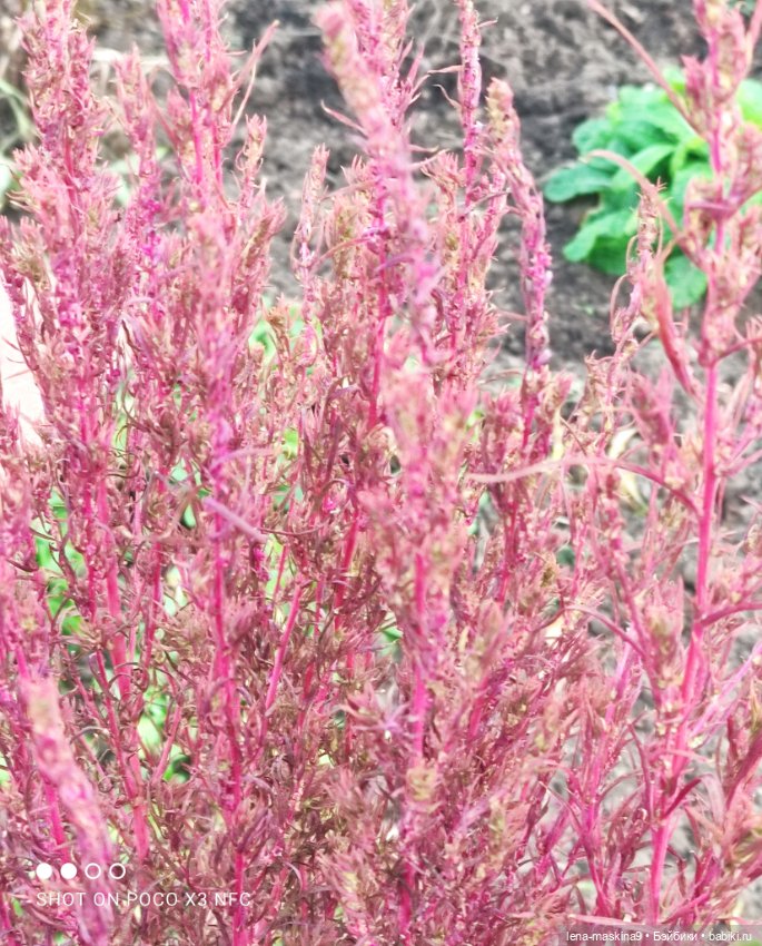 Ёжик, осень и хорошее настроение