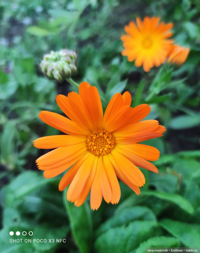 Ёжик, осень и хорошее настроение