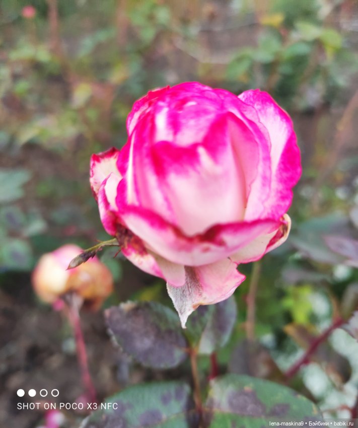 Ёжик, осень и хорошее настроение