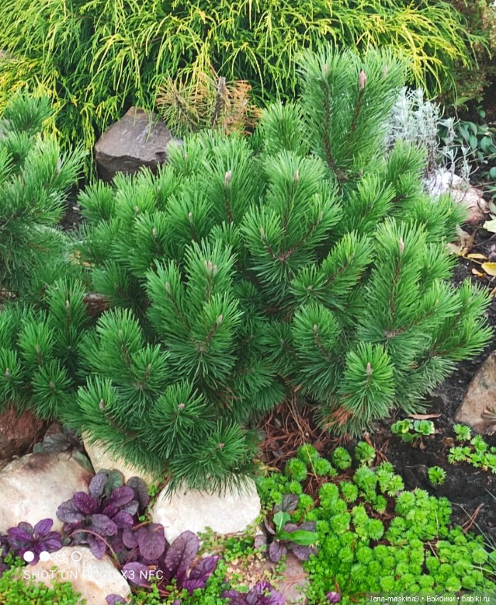 Ёжик, осень и хорошее настроение