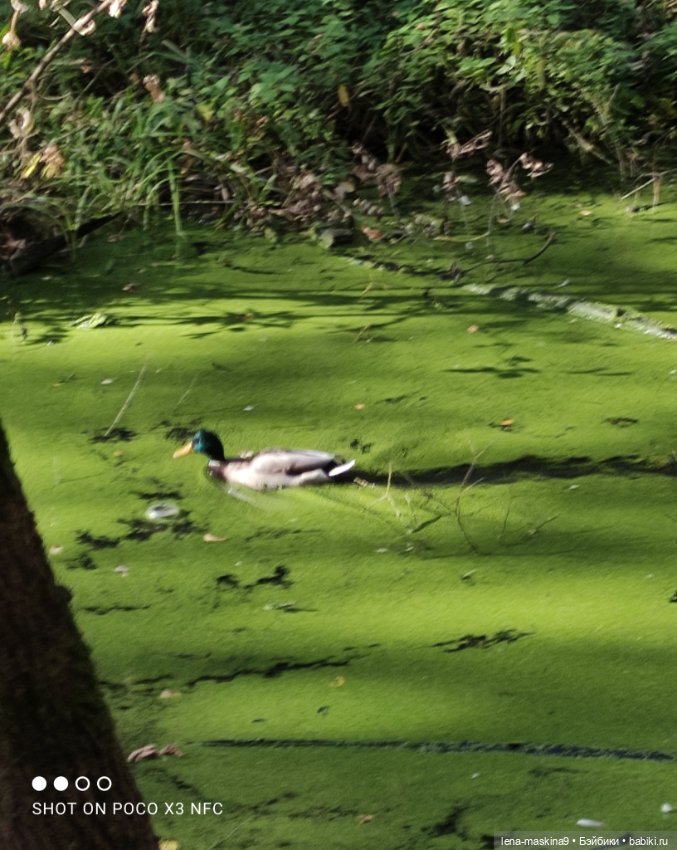 Лина и осень — Коллекционные куклы разных авторов (Разное): редкие бренды
