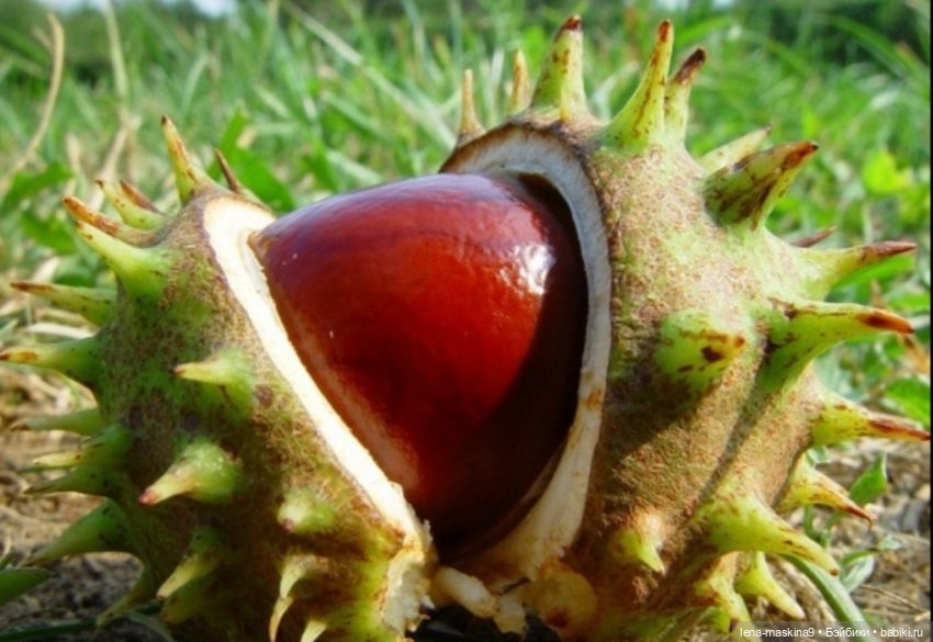 А Вы любите каштаны — Другие хобби и увлечения: сад