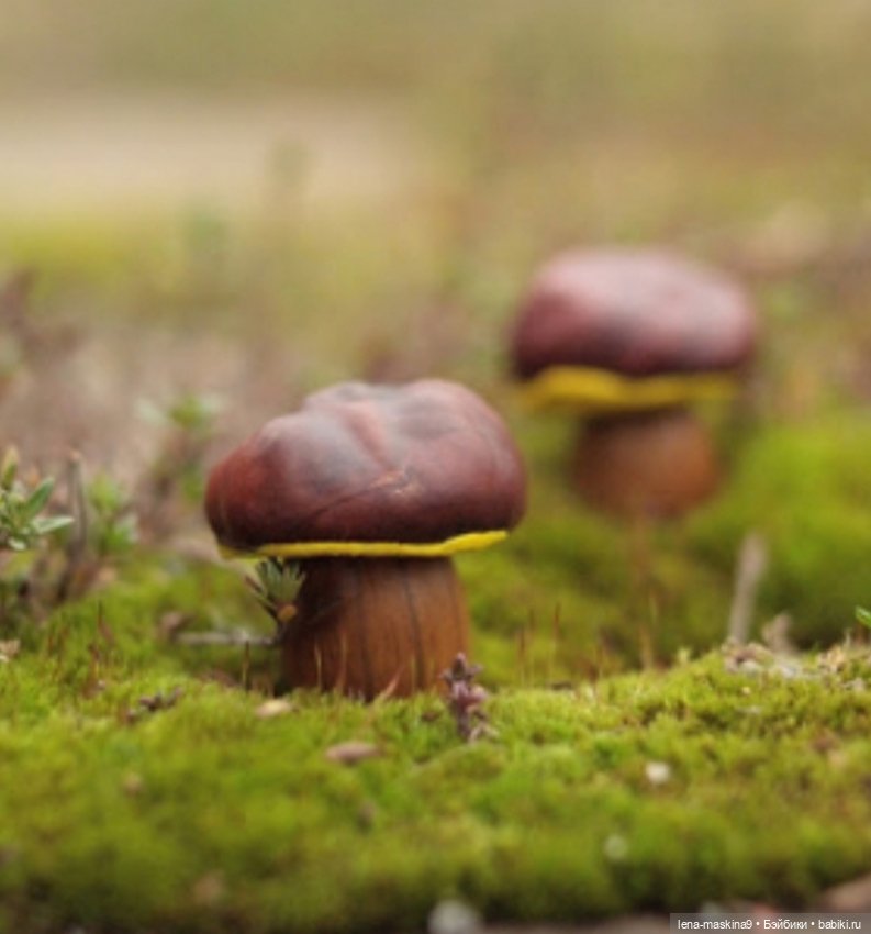 А Вы любите каштаны — Другие хобби и увлечения: сад