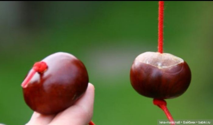 А Вы любите каштаны — Другие хобби и увлечения: сад